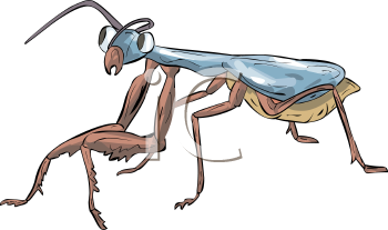 Insect Clipart