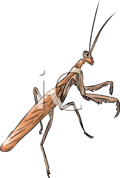 Insect Clipart