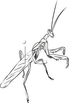 Insect Clipart