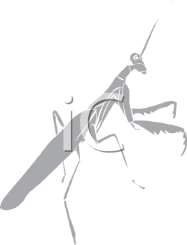 Insect Clipart