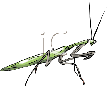 Insect Clipart