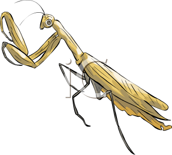 Insect Clipart