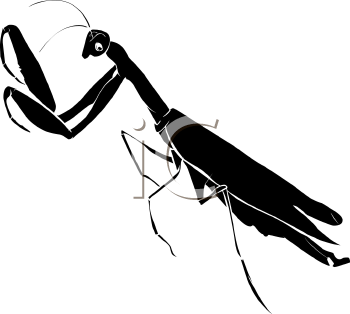 Insect Clipart