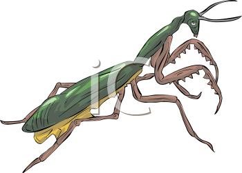 Insect Clipart