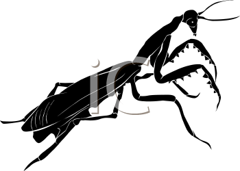 Insect Clipart