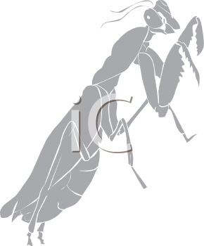 Insect Clipart