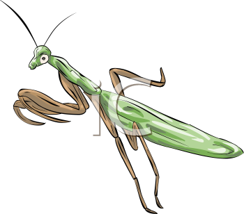 Insect Clipart