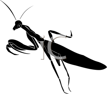 Insect Clipart