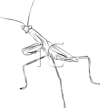 Insect Clipart