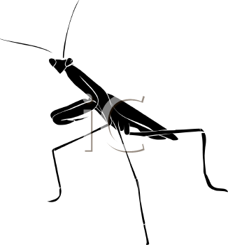 Insect Clipart