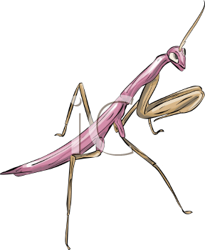 Insect Clipart