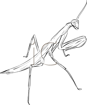 Insect Clipart