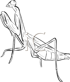 Insect Clipart