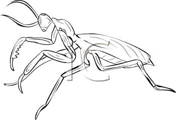 Insect Clipart