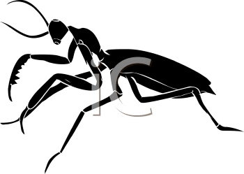 Insect Clipart