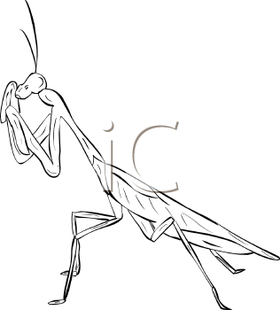 Insect Clipart