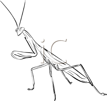 Insect Clipart