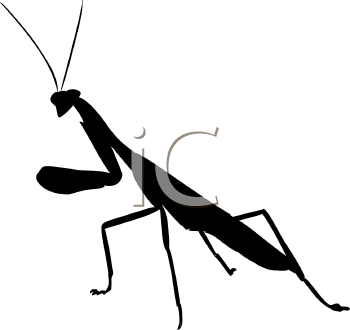 Insect Clipart