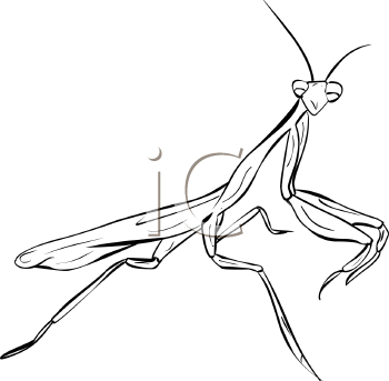 Insect Clipart