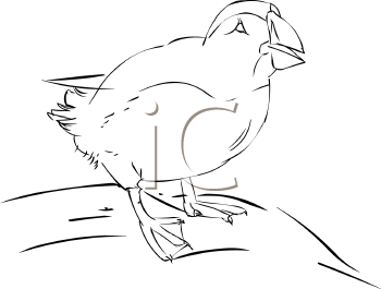 Bird Clipart