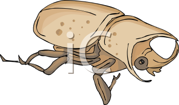 Beetle Clipart