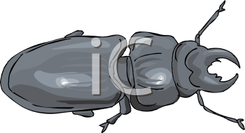 Beetle Clipart