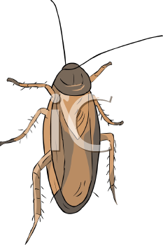 Insect Clipart