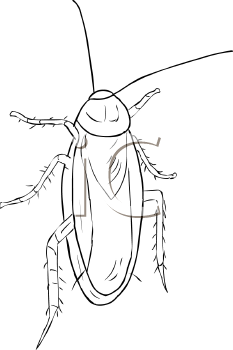 Insect Clipart