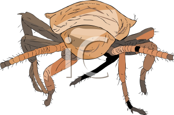 Insect Clipart