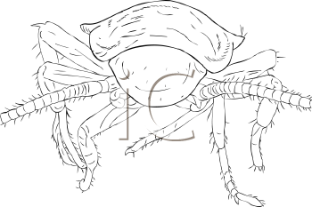 Insect Clipart