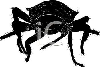 Insect Clipart