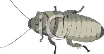 Insect Clipart