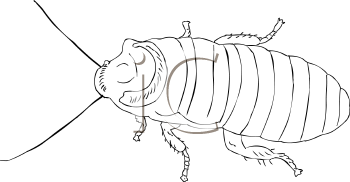 Insect Clipart