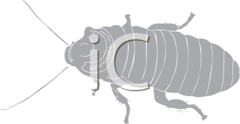 Insect Clipart