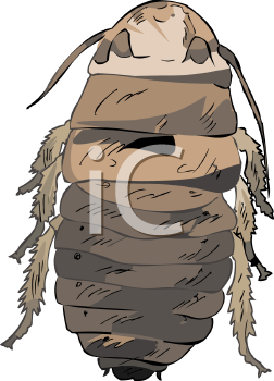 Insect Clipart