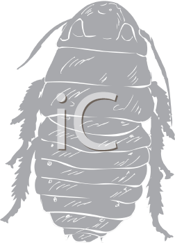 Insect Clipart