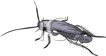 Insect Clipart