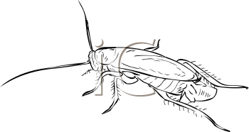 Insect Clipart