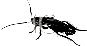 Insect Clipart