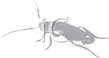 Insect Clipart