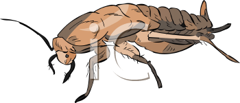 Insect Clipart