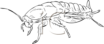 Insect Clipart