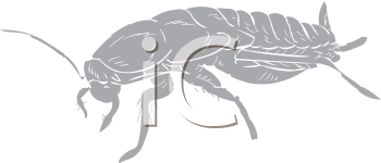 Insect Clipart