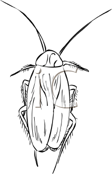 Insect Clipart