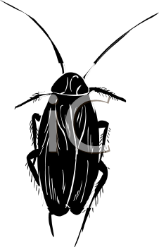 Insect Clipart