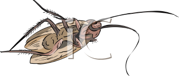 Insect Clipart