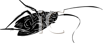 Insect Clipart