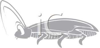 Insect Clipart