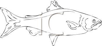 Fish and Sea Life Clipart