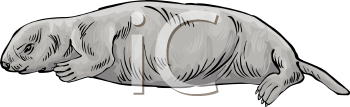 Mammal Clipart